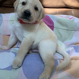 Labrador Retriever Puppies from Cary’s Buck Creek Retrievers