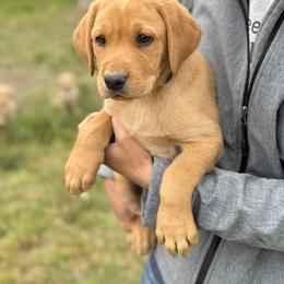 Black - Yellow male Labrador Retriever puppy in Derby, Kansas from Wheatland Retrievers