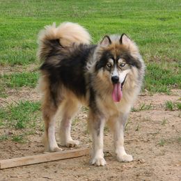 Raider - Siberian Husky