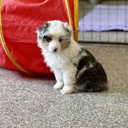 Carol - Blue merle female Australian Shepherd puppy in Ashland, Ohio from SS Australian Shepherds