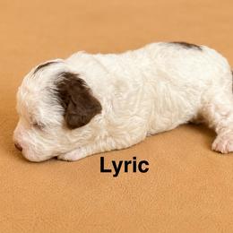 Lyric - Brown female Poodle puppy in Ardmore, Oklahoma from The Poodles of Green Acres