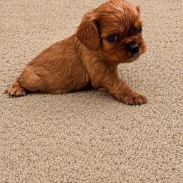 Grey male puppy - Ruby male Cavalier King Charles Spaniel puppy in Texas from Meyer's Cavalier