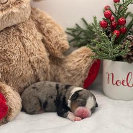 Star - Blue merle female Toy Australian Shepherd puppy in Norco, California from River Springs Aussies