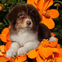 Lemon Shark - Red tri-color Australian Shepherd puppy in Pottstown, Pennsylvania from Ramos Standards