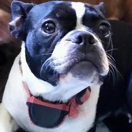 Zoe - Boston Terrier