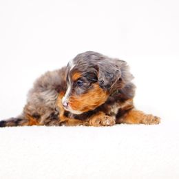 Basil - Tri-color female Bernedoodle puppy in Washington from Doodle Love