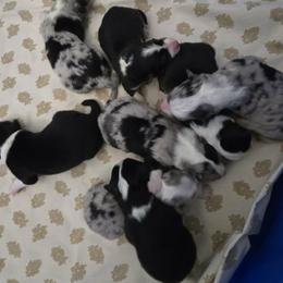 Girl 1 - female Australian Shepherd puppy in Colorado from Firestone Australian Shepherds