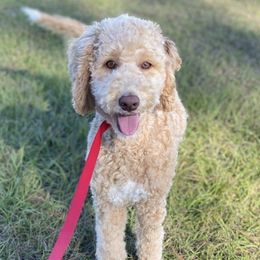 Leah - Poodle