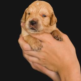 Jewel  (Dark Pink Collar) - Golden female Golden Retriever puppy in Oregon from A Goldens First Love