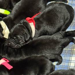 Red Collar - Black female Labrador Retriever puppy in Malabar, Florida from Mythic Labradors, LLC