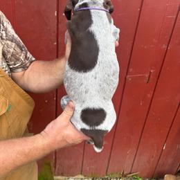 Bonnie - Liver roan female German Shorthaired Pointer puppy in Charlton, Massachusetts from Cuilean farm and kennel