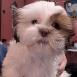 Boy 1 - Liver and white male Shih Tzu puppy in Orange Park, Florida from Sweetz Kennelz