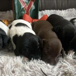 Girl 5 - Black and white female German Shorthaired Pointer puppy in Laporte, Minnesota from Northern Odyssey Gun Dogs