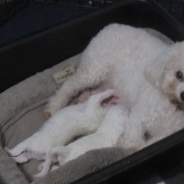 Bichon Frise puppies from Bichon Oasis