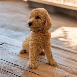 Lila - Cream female Goldendoodle puppy in Macclenny, Florida from Baker County Goldendoodles