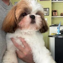 Retired Lexi - Red and white female Shih Tzu puppy in Gilbert, Arizona from 🌗 New Moon Shih Tzu 🌗
