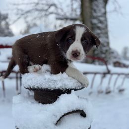 Forest - Red male Border Collie puppy in Richfield, Ohio from Stone Garden Border Collies