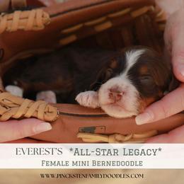 Peanut - Tri-color female Bernedoodle puppy in Jackson, Missouri from Pincksten Family Doodles