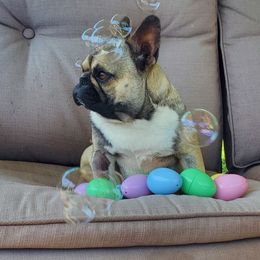 Canela - French Bulldog