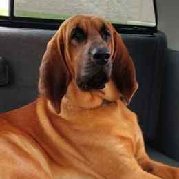 Bloodhounds from Caldwell Holler Kennel