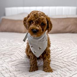Hoops - Red  male Goldendoodle puppy in Jamestown, Kentucky from Milk & Honey Doodles