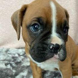Boxers and French Bulldogs from Spruce Creek Kennels