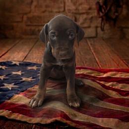 Girl 6 - female Catahoula Leopard Dog puppy in Greenwood, Delaware from OpenGate Catahoulas