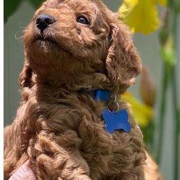 Cavapoo, Goldendoodle, and Poodle Puppies from Diamond Companions