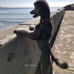 Poodle All Grown Up from Watts Poodles