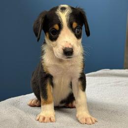 White Girl - Black, white and red female Greater Swiss Mountain Dog puppy in Lower Burrell, Pennsylvania from Polyanna’s GSMD