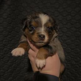 Willow - Blue merle female Miniature Australian Shepherd puppy in Liberty, Mississippi from Liberty Oaks Aussies and Dachshunds