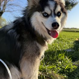 Charlie Bear - Pomsky