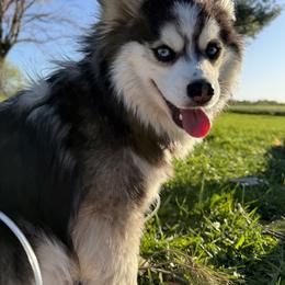 Charlie Bear - Pomsky