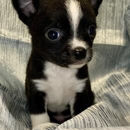 Chihuahua Puppies from Coolballow Chihuahuas