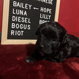 Bailey - Black female Havanese puppy in Kansas City, Missouri from G's Havanese