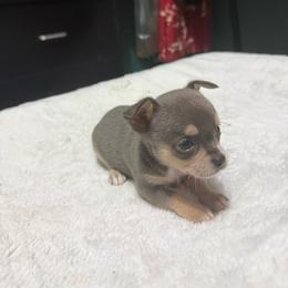 Dolly - Black and tan female Chihuahua puppy in Royal Center, Indiana from Marvelous Chihuahuas