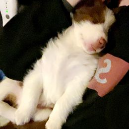 Border Collie Puppies from Phantom Border Collies