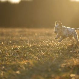 Australian Cattle Dog and Collie Puppies from Blackberry Hills