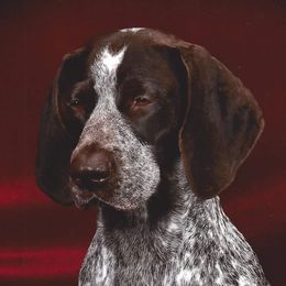 Ruby - German Shorthaired Pointer