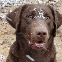 Jack - Labrador Retriever