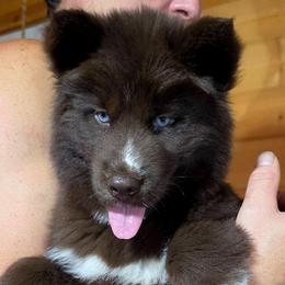 Pepper - Red and white female Siberian Husky puppy in East Tawas, Michigan from BurnsBerg's Woolies