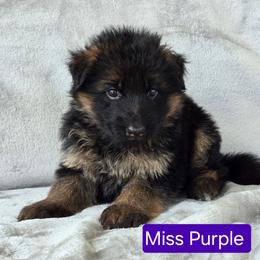 Purple Collar Female - Black and red female German Shepherd puppy in Sumner, Iowa from Vom Wilke Kennels
