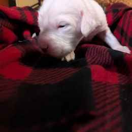 Female 1 - Blue belton female English Setter puppy in Holly, Michigan from Roos Farms English Setters