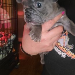 French Bulldog Puppies from Culichitown Frenchies