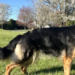 German Shepherds from WSK9 By My Side