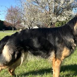 German Shepherds from WSK9 By My Side