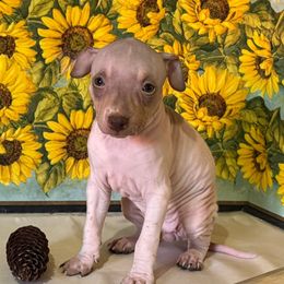 Jacosta - White and chocolate female American Hairless Terrier puppy in Buckingham, Illinois from Gaus Hof