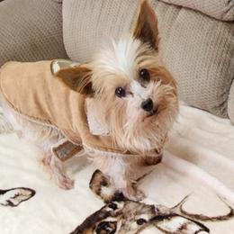 Yorkshire Terriers from Harper's Yorkies