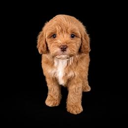 Skye - Red  female Goldendoodle puppy in Floyd, Virginia from Hearts and Paws Poodles and Doodles