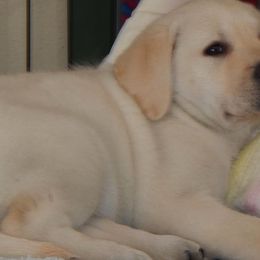 Labrador Retriever Puppies from Turtle Creek Labradors